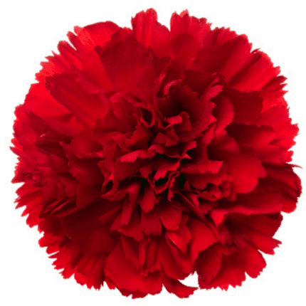 Carn. Sel. Red bmark