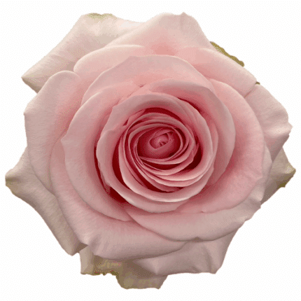 Rose Novia 50cm rprima