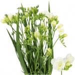 Freesia Dbl Versailles holl