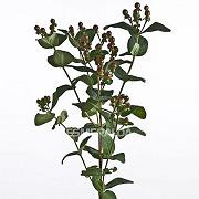 Hypericum christmas asstx10 bm