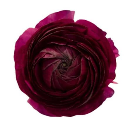 Ranunuculus Burgundy holex