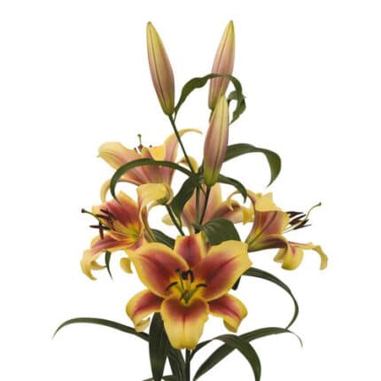 Lily Flavia florisol 3+