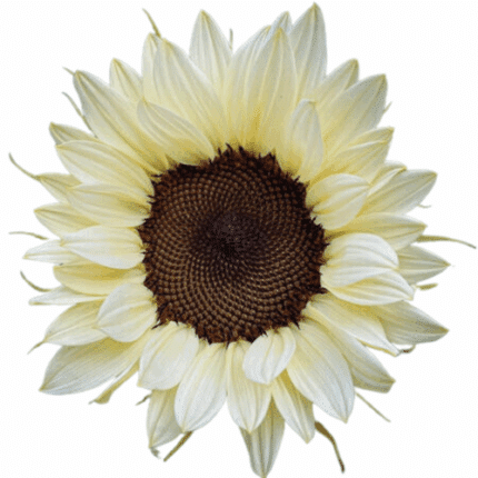 Sunflower White tutuli