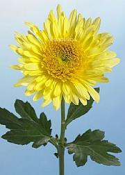 Cremons esmeralda (yellow)