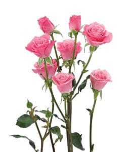 RoseSpray Eva rprima pink