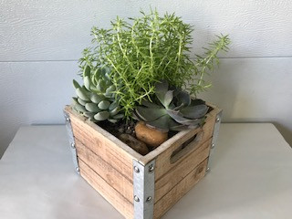 7" SUCCULENT GARDEN