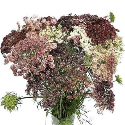 Lace Chocolate mellano