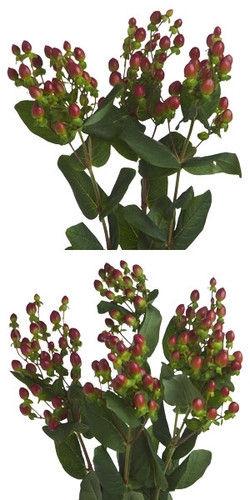 Hypericum DollyParton flchain
