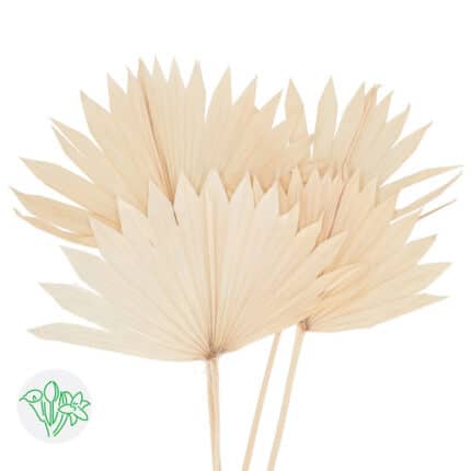 Palmetto Sun Bleached holl