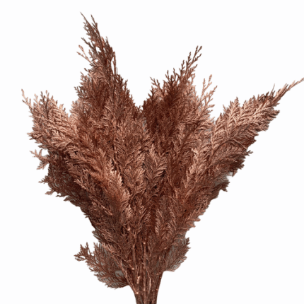 Cedar Copper holl