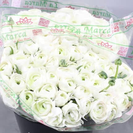 Ranunculus Cloony Merenque hol