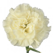 Carnation Fancy Cream trilogy