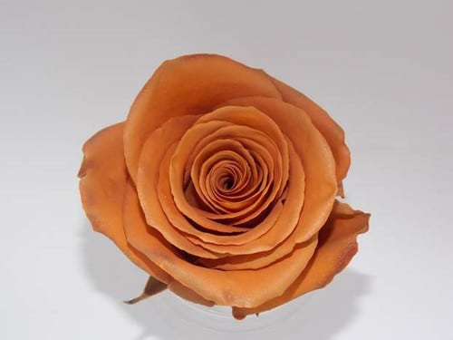 bd31564c-96a1-4501-94b9-d1406a2e10f0.jpg Rose Coffee Mocca 50cm naranjo - Image 1