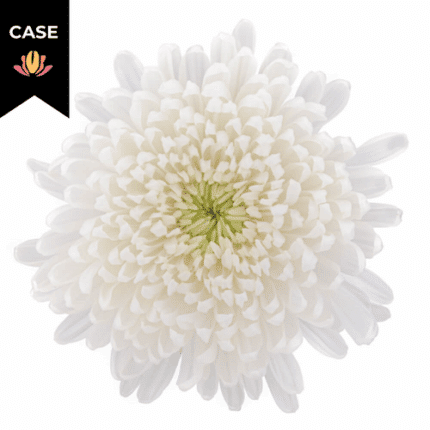 Mum Cremon White(12case)galler