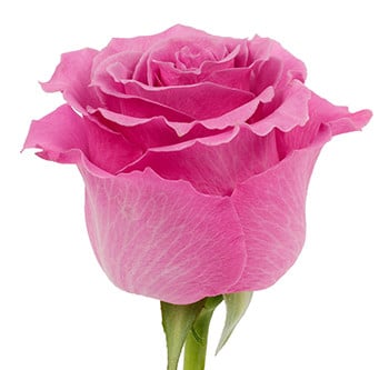 Rose Breathless(25st) 40cm rfi