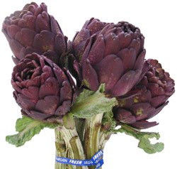 Artichokes Purple camflor(STEM