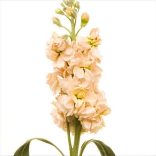 bd48d0e8-3570-4aac-b499-4b285a067939.jpg Stock Peach s.f. - Image 1