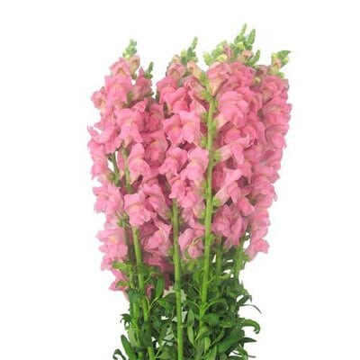 Snapdragons Pink hendricks