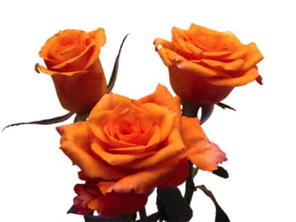 Rose Milva 40cm rprima