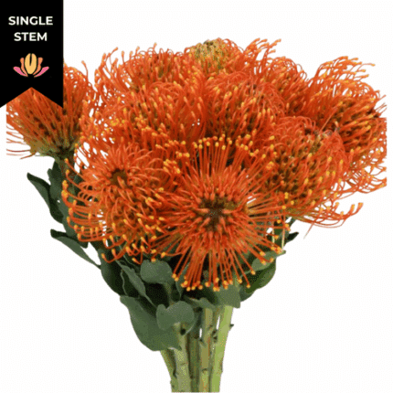 Pins Sunrise holex(STEM)