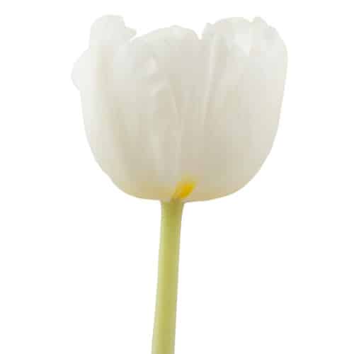 bd75326f-4262-4232-af0e-f78c7b0fb9ce.jpg Tulip Litouwen canada - Image 1