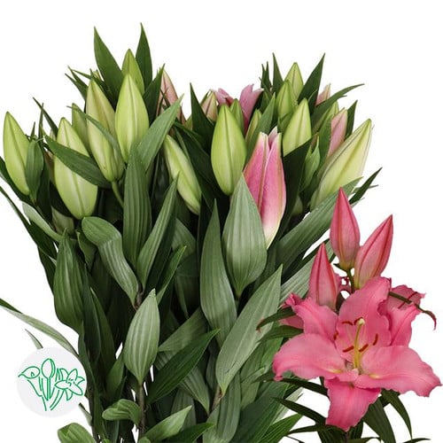 bd7538d3-201a-410c-a91d-811722125176.jpg Lily Canelli holl 2+ - Image 1