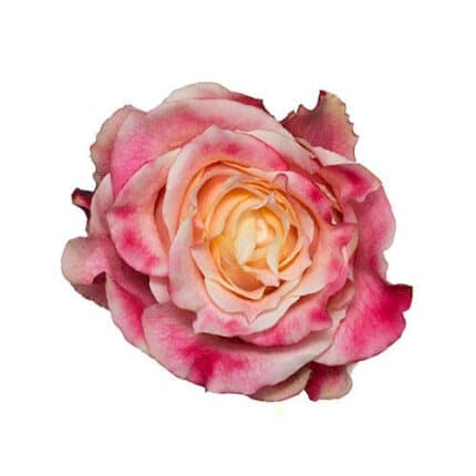 Rose 3D 50cm rprima
