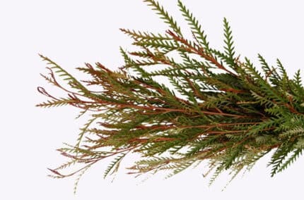 Grevillea Ivanhoe holl -