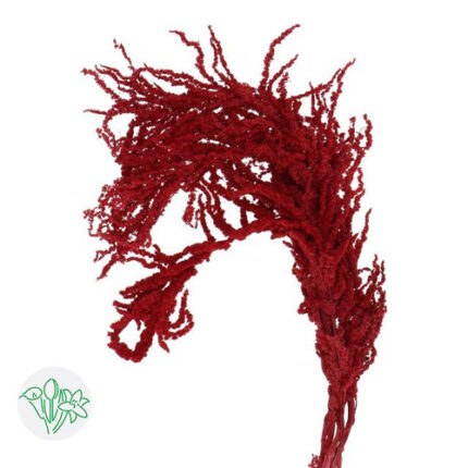 Amaranthus Preserved Burg hang