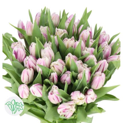 Tulip Dbl Lavender&White holl