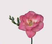 Freesia Cassis holl