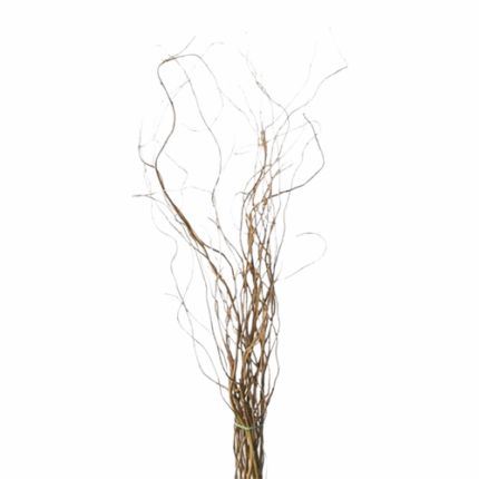 Curly Willow Tips hiawatha