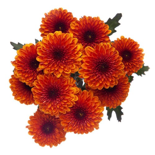 bdad96e6-4475-4af2-81c9-029e6eacdce8.jpg Pom Button Lexy Bronze golden - Image 1