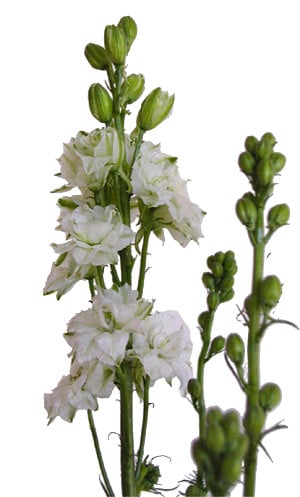 Larkspur White 80cm misty