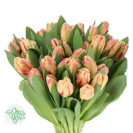 Tulip Flaming Art holl