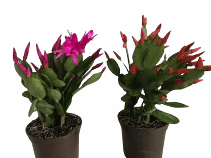 4" SPRING CACTUS