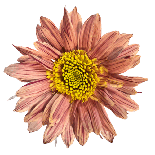 bdc15dee-256a-4173-ae35-f022cbd253bc.png Mum Cremon Bronze Serenity gal - Image 1