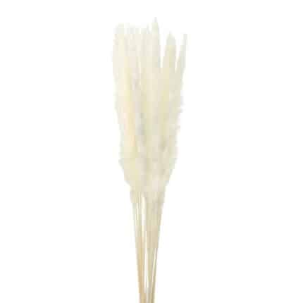 Fluffy Reed Bleached Dried holex