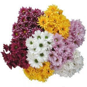 Pom Daisy Asst(14case)gdns