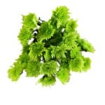 Pom Athos golden - Image 2