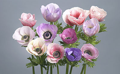 Anemonie Pastel chile