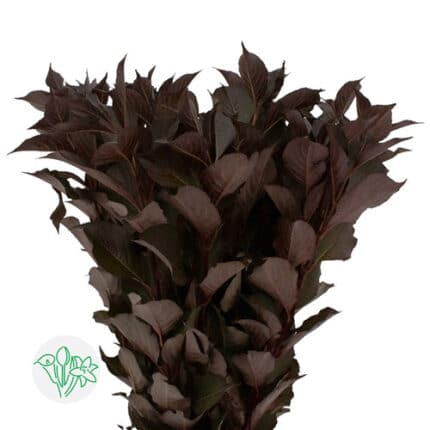 Weigela Florida Alexandra holl (10 stems)
