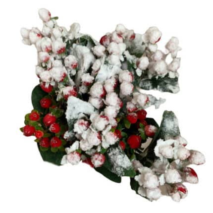 Hypericum Snow holl