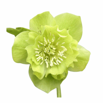 Helleborus Dbl EllenGreen chil