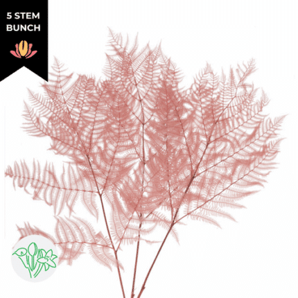 Dried Bracken Fern Pink holl