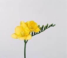 FREESIA yellow s.v.