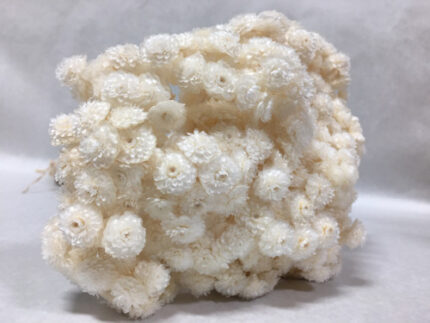 Helichrysum Immortelle Bleached holl(20st)