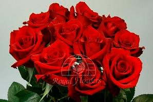 CHARLOTTE 60/70cm rfi