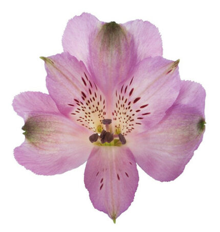 Alstro. Lavender golden sel