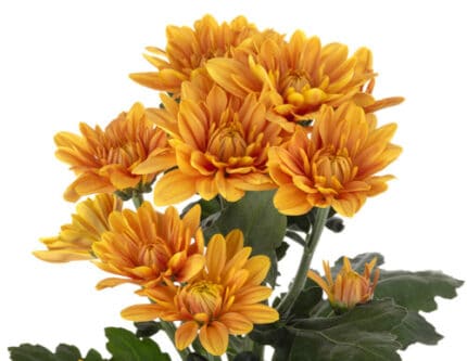 Pom Cushion Viceroy Bronze RIO